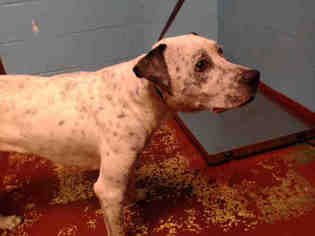 Dalmatian Dogs for adoption in Atlanta, GA, USA