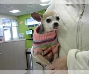 Chihuahua Dogs for adoption in Louisville, KY, USA