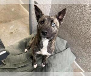 Medium Photo #2 Texas Heeler-Unknown Mix Puppy For Sale in Santa Rosa, CA, USA