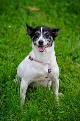 Mutt Dogs for adoption in Southeastern, PA, USA
