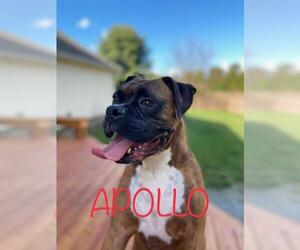 Boxer Dogs for adoption in Leonardtown, MD, USA