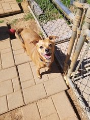 Chiweenie Dogs for adoption in Scottsboro, AL, USA