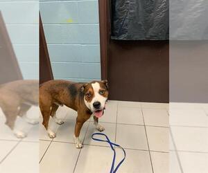 American Bulldog-Unknown Mix Dogs for adoption in Corpus Christi, TX, USA