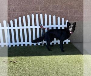 German Shepherd Dog Dogs for adoption in Modesto, CA, USA