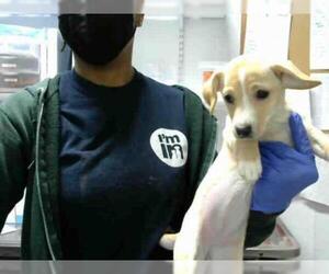 Chiweenie Dogs for adoption in Atlanta, GA, USA
