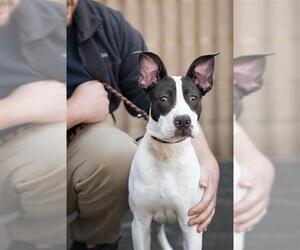 American Pit Bull Terrier-Unknown Mix Dogs for adoption in Belleville, IL, USA
