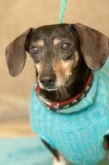 Dachshund Dogs for adoption in Johnson City, TN, USA