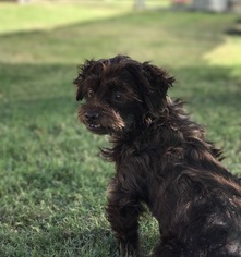 Cavapoo Dogs for adoption in Fresno, CA, USA