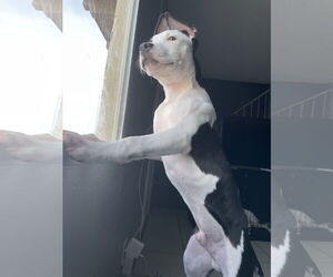 Staffordshire Bull Terrier-Unknown Mix Dogs for adoption in Queen Creek, AZ, USA