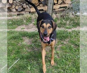 Greyhound Dogs for adoption in Overland Park, KS, USA