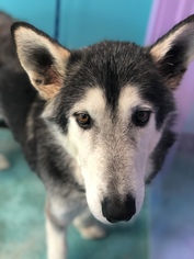 Alaskan Malamute Dogs for adoption in Guthrie, OK, USA
