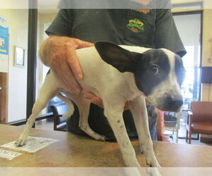 Rat Terrier Dogs for adoption in Ocala, FL, USA