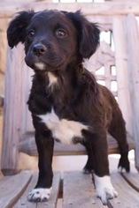 Borador Dogs for adoption in Denver, CO, USA