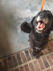 Medium Photo #1 Mutt Puppy For Sale in Fredericksburg, VA, USA