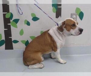 Beagle-Unknown Mix Dogs for adoption in Pasadena, TX, USA