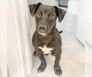 Labrador Retriever-Unknown Mix Dogs for adoption in Fort Lauderdale, FL, USA