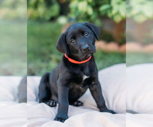 Labrador Retriever-Unknown Mix Dogs for adoption in Dana Point, CA, USA