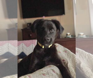 Labrador Retriever-Spaniel Mix Dogs for adoption in Virginia Beach, VA, USA