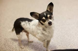 Chiranian Dogs for adoption in Anchorage, AK, USA