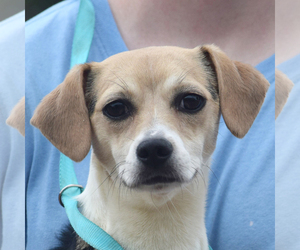 Medium Photo #1 Meagle Puppy For Sale in Huntley, IL, USA
