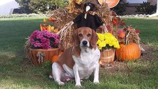 Beagle Dogs for adoption in Hedgesville, WV, USA