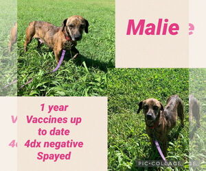 Chiweenie Dogs for adoption in Virginia Beach, VA, USA