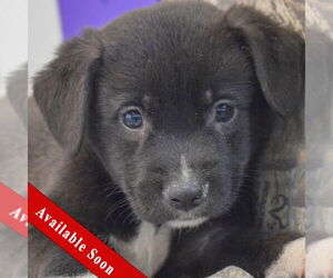 Mutt Dogs for adoption in Huntley, IL, USA