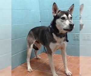 Siberian Husky-Unknown Mix Dogs for adoption in Downey, CA, USA
