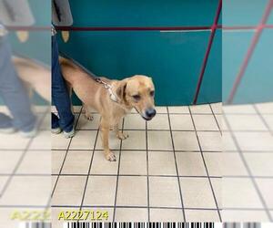 Labrador Retriever Dogs for adoption in West Palm Beach, FL, USA