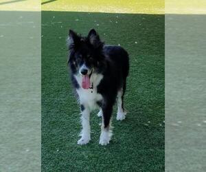 Border-Aussie Dogs for adoption in Agoura Hills, CA, USA