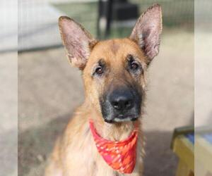 German Shepherd Dog-Unknown Mix Dogs for adoption in San Antonio, TX, USA