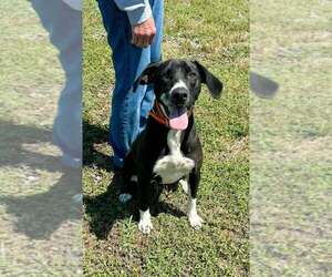 Mutt Dogs for adoption in Abbeville, LA, USA