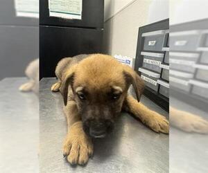 German Shepherd Dog Dogs for adoption in Houston, TX, USA
