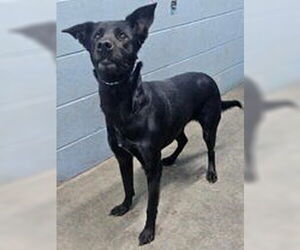 German Shepherd Dog-Retriever Mix Dogs for adoption in Evansville, IN, USA
