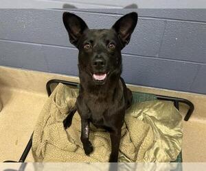 American Staffordshire Terrier-Unknown Mix Dogs for adoption in Raleigh, NC, USA