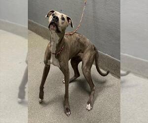 American Pit Bull Terrier-Unknown Mix Dogs for adoption in Las Vegas, NV, USA