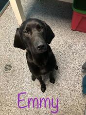 Lab-Pointer Dogs for adoption in Kendallville, IN, USA