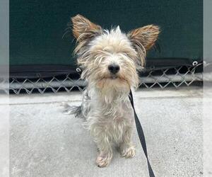 Mutt Dogs for adoption in Martinez, CA, USA
