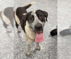 Mutt Dogs for adoption in Bemidji, MN, USA