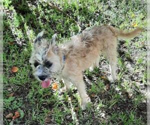 Parson Russell Terrier-Petit Basset Griffon Vendeen Mix Dogs for adoption in Missouri City, TX, USA