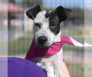 Chihuahua-Unknown Mix Dogs for adoption in San Antonio, TX, USA