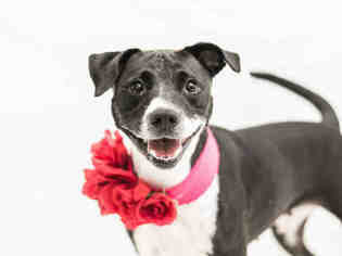 Labrador Retriever Dogs for adoption in Orlando, FL, USA