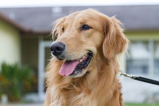 Golden Retriever Dogs for adoption in Brooksville, FL, USA