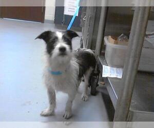 Parson Russell Terrier-Unknown Mix Dogs for adoption in Fayetteville, NC, USA