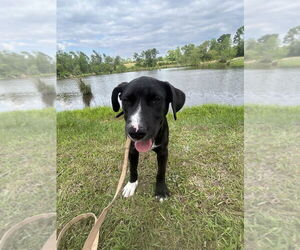 Bulldog-Labrador Retriever Mix Dogs for adoption in Tarrytown, GA, USA