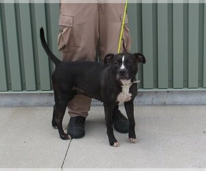 American Pit Bull Terrier Dogs for adoption in Louisville, KY, USA