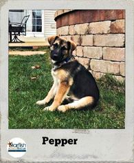 German Shepherd Dog Dogs for adoption in Plainfield, IL, USA