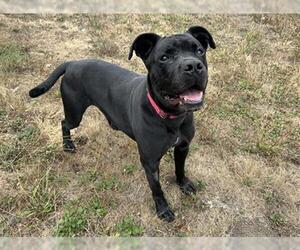 American Pit Bull Terrier-Unknown Mix Dogs for adoption in McKinleyville, CA, USA