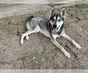 Small German Shepherd Dog-Siberian Husky Mix