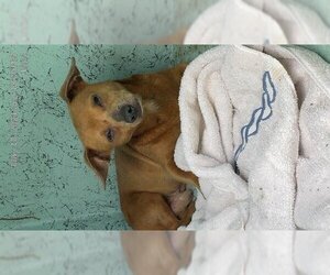 Chihuahua-Unknown Mix Dogs for adoption in Ocala, FL, USA